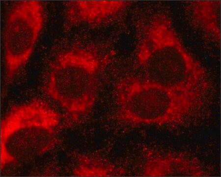 Monoclonal Anti-CYB5R3 antibody produced in mouse clone CYB5R3-A123, culture supernatant