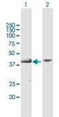 Anti-MBIP antibody produced in mouse purified immunoglobulin, buffered aqueous solution