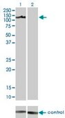 Monoclonal Anti-AXL antibody produced in mouse clone 6C8, purified immunoglobulin, buffered aqueous solution