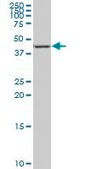 Monoclonal Anti-NR4A3 antibody produced in mouse clone 1E9, purified immunoglobulin, buffered aqueous solution