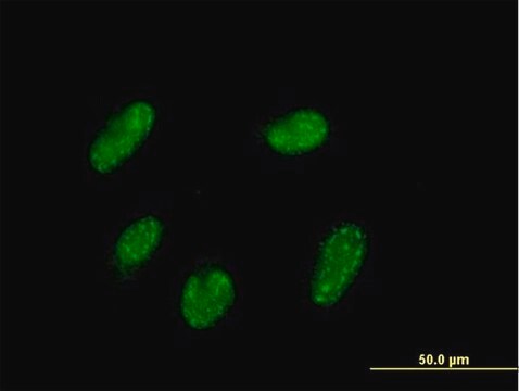 Anti-VENTX antibody produced in mouse purified immunoglobulin, buffered aqueous solution