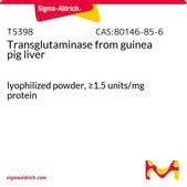 转谷氨酰胺酶 来源于天竺鼠肝脏 lyophilized powder, ≥1.5 units/mg protein