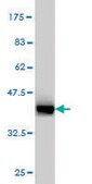 Monoclonal Anti-KRT4 antibody produced in mouse clone 5H5, purified immunoglobulin, buffered aqueous solution