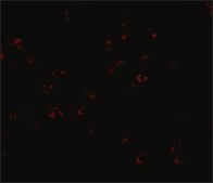 Anti-Bub3 antibody produced in rabbit affinity isolated antibody, buffered aqueous solution