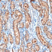 Anti-MUC4 Antibody, clone 5J3R7, Rabbit Monoclonal