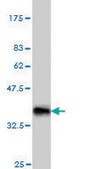 Monoclonal Anti-NODAL antibody produced in mouse clone 5A3, purified immunoglobulin, buffered aqueous solution