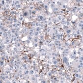 Anti-CD44 antibody produced in mouse Prestige Antibodies® Powered by Atlas Antibodies, clone CL13328, purified by using Protein A, buffered aqueous glycerol solution