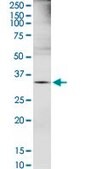 Anti-EXTL2 antibody produced in rabbit purified immunoglobulin, buffered aqueous solution