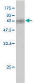 Monoclonal Anti-CDX2 antibody produced in mouse clone 1C7, purified immunoglobulin, buffered aqueous solution