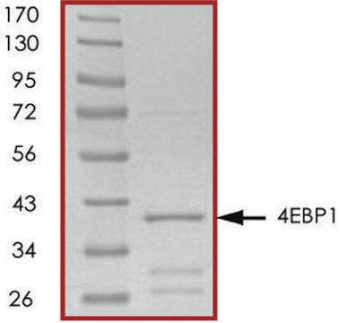 4EBP1, GST tagged human recombinant, expressed in E. coli, &#8805;70% (SDS-PAGE), buffered aqueous glycerol solution