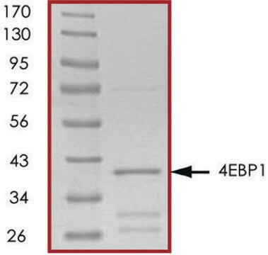 4EBP1, GST tagged human recombinant, expressed in E. coli, &#8805;70% (SDS-PAGE), buffered aqueous glycerol solution