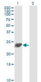 Monoclonal Anti-PSMD10 antibody produced in mouse clone 4B5, purified immunoglobulin, buffered aqueous solution