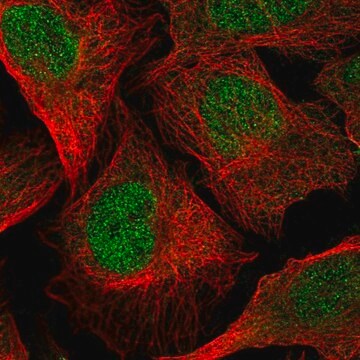 Anti-TMEM267 antibody produced in rabbit Prestige Antibodies&#174; Powered by Atlas Antibodies, affinity isolated antibody