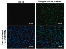 Anti-Envelope protein antibody produced in rabbit affinity isolated antibody, buffered aqueous solution