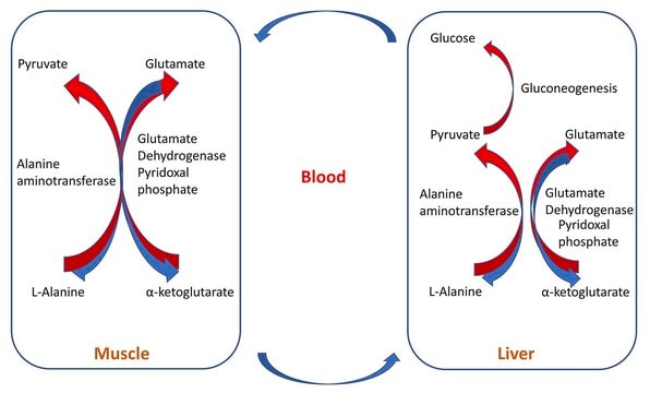 Alanine Metabolite Library