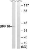 Anti-BRP16 antibody produced in rabbit affinity isolated antibody
