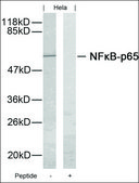 Anti-RELA (Ab-276) antibody produced in rabbit affinity isolated antibody