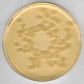 Tryptic Soy Agar - Dehydrated Culture Media NutriSelect® Plus, powder, suitable for microbiology
