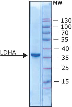 L-Lactate Dehydrogenase (LDHA) from human, recombinant, expressed in E. coli, aqueous solution