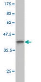 Monoclonal Anti-C10orf4 antibody produced in mouse clone 2C4, purified immunoglobulin, buffered aqueous solution