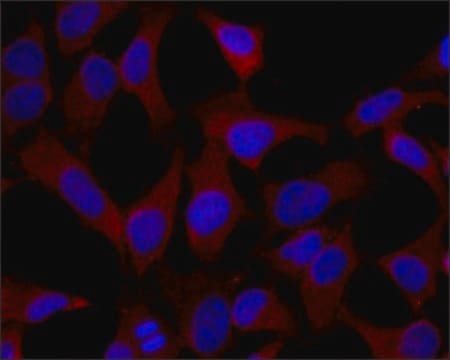 Anti-MRP1 antibody,Mouse monoclonal clone QCRL-1, purified from hybridoma cell culture