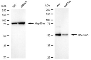 KD-Validated Anti RAD23A Antibody, clone 24GB1080, Rabbit Monoclonal clone 24GB1080, recombinant rabbit monoclonal, expressed in HEK293 cells