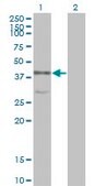 Monoclonal Anti-MAPK13 antibody produced in mouse clone 2C10-1C7, purified immunoglobulin, buffered aqueous solution