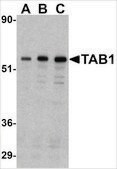 Anti-TAB1 antibody produced in rabbit affinity isolated antibody, buffered aqueous solution