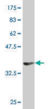 Monoclonal Anti-MPP5 antibody produced in mouse clone 1D12, purified immunoglobulin, buffered aqueous solution