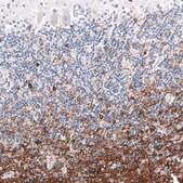 Monoclonal Anti-OPALIN antibody produced in mouse Prestige Antibodies® Powered by Atlas Antibodies, clone CL11144, purified antibody (Protein A)