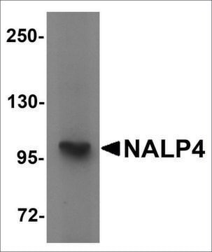 Anti-NALP4 antibody produced in rabbit affinity isolated antibody, buffered aqueous solution