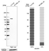 Anti-NCAPH antibody produced in rabbit Prestige Antibodies&#174; Powered by Atlas Antibodies, affinity isolated antibody, buffered aqueous glycerol solution