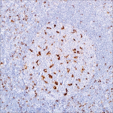 CD68 (Kp-1) Mouse Monoclonal Antibody