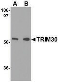 Anti-TRIM30 (ab2) antibody produced in rabbit affinity isolated antibody