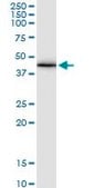 Monoclonal Anti-GJA1 antibody produced in mouse clone 3E5, purified immunoglobulin, buffered aqueous solution