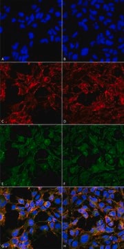 Monoclonal Anti-Malondialdehyde-Biotin antibody produced in mouse clone 6H6