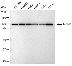 KD-Validated Anti MCM6 Antibody, clone 23GB2005, Rabbit Monoclonal clone 23GB2005, recombinant rabbit monoclonal, expressed in HEK293 cells