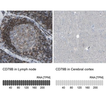 Anti-CD79B antibody produced in rabbit Prestige Antibodies&#174; Powered by Atlas Antibodies, affinity isolated antibody, buffered aqueous glycerol solution