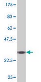 Monoclonal Anti-C9ORF26, (C-terminal) antibody produced in mouse clone 2D8, purified immunoglobulin, buffered aqueous solution