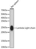 Anti-Lambda Light chain Antibody, clone 1R9H8, Rabbit Monoclonal