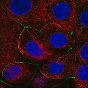 Anti-LNX1 antibody produced in rabbit Prestige Antibodies&#174; Powered by Atlas Antibodies, affinity isolated antibody