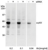 Rabbit anti-p53 Antibody, Affinity Purified