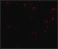 Anti-EVER1 (ab2) antibody produced in rabbit affinity isolated antibody, buffered aqueous solution
