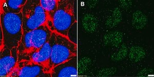 Anti-REV1 Antibody, clone 1G9 ZooMAb® Rabbit Monoclonal recombinant, expressed in HEK 293 cells