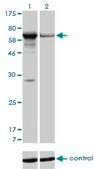 Monoclonal Anti-PAPSS1 antibody produced in mouse clone 1F4, purified immunoglobulin, buffered aqueous solution