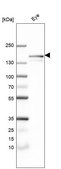 Anti-TTLL4 antibody produced in rabbit Prestige Antibodies® Powered by Atlas Antibodies, affinity isolated antibody