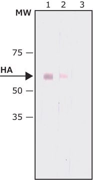 Anti-HA&#8722;Alkaline Phosphatase antibody, Mouse monoclonal clone HA-7, purified from hybridoma cell culture