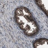 Anti-GDF10 antibody produced in rabbit Prestige Antibodies&#174; Powered by Atlas Antibodies, affinity isolated antibody, buffered aqueous glycerol solution