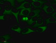 Monoclonal Anti-Anti-alpha-Tubulin FITC produced in mouse