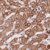 Anti-ATP5H antibody produced in rabbit Prestige Antibodies&#174; Powered by Atlas Antibodies, affinity isolated antibody, buffered aqueous glycerol solution